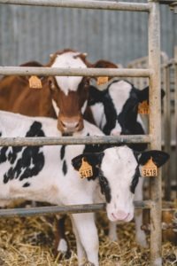 gite ferme vacances lacledeschamps cosy bretagne week-end